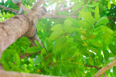 Close-up of green leaves