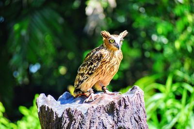 Close-up of owl