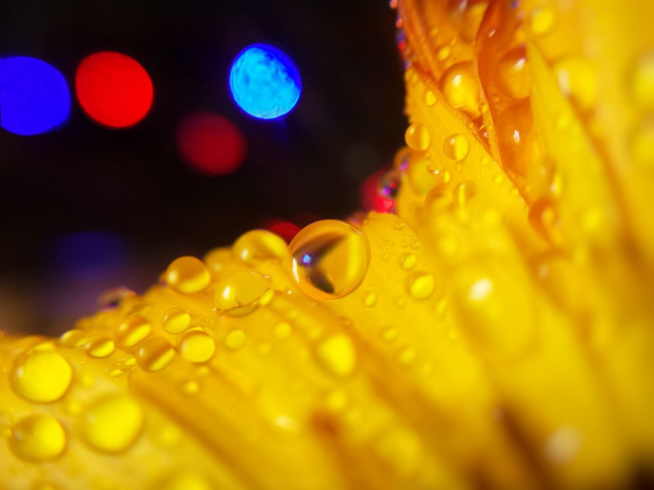 CLOSE-UP OF WET YELLOW FLOWER IN RAIN
