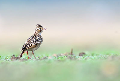 Close-up of a bird perching on a land