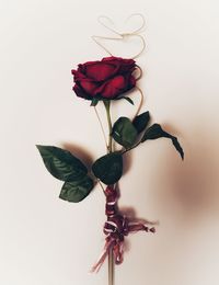 Close-up of red rose against white background