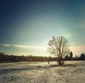 Bare trees on field against sky