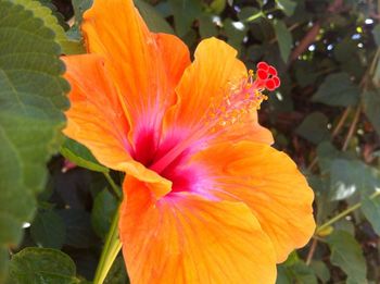 Close-up of orange flower