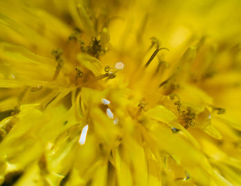 Full frame shot of yellow flower