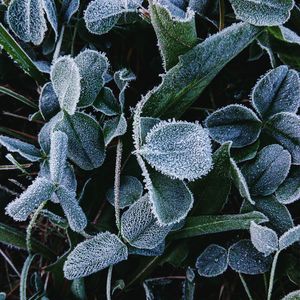 Close-up of frozen plant