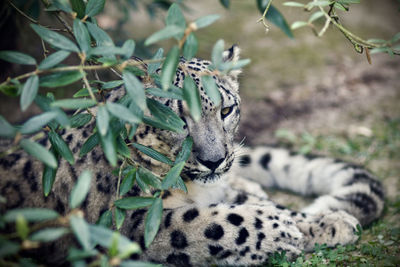 High angle view of a cat on field