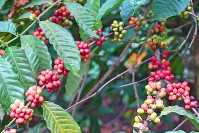 Close-up of berries growing on tree