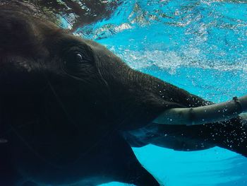 Close-up of horse in swimming pool