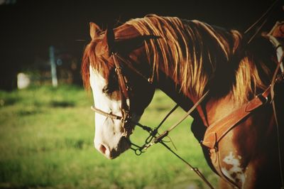 Close-up of goat on field