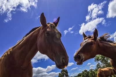 Low angle view of horses against sky