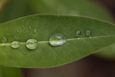 Close-up of raindrops on green leaves