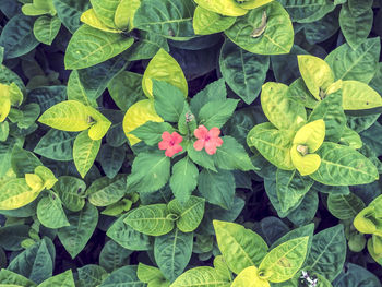High angle view of flowering plant leaves