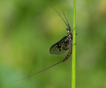 Close-up of insect on leaf