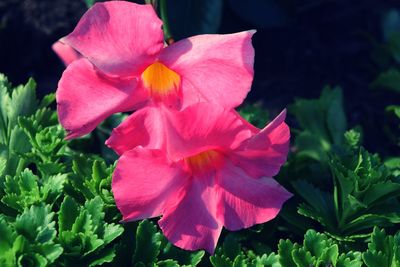 Close-up of pink hibiscus blooming outdoors