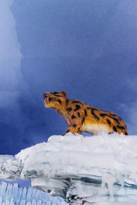 Side view of an animal on snow covered landscape