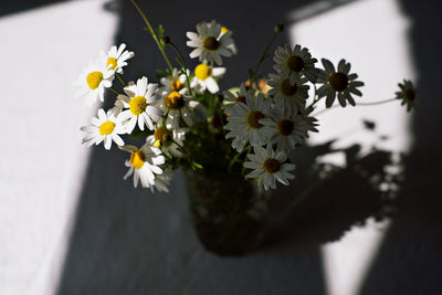 Daisies. selective focus on daisies in vase. close up