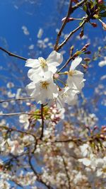 Low angle view of apple blossoms in spring
