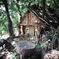 Old tree trunk in forest