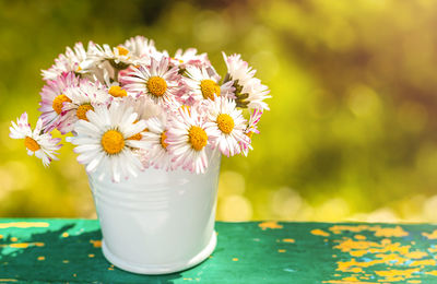 Close-up of flowers