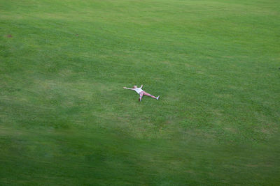 Seagull flying over a field