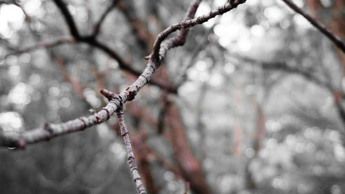 Close-up of bare branches against blurred background