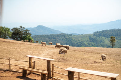 Scenic view of field against mountain
