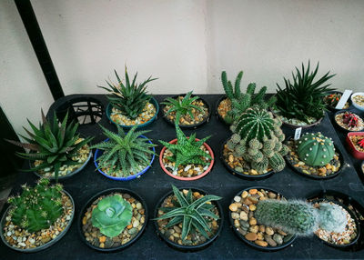 High angle view of potted plants against wall