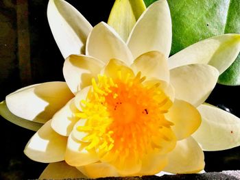 Close-up of white flower