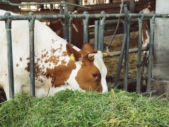Cows in a field