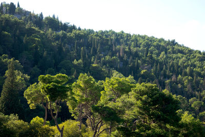 Scenic view of forest against clear sky