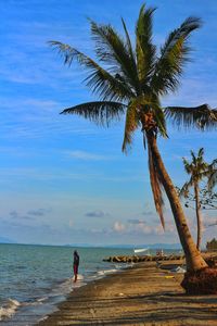 Palm tree on beach against sky