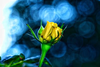 Close-up of yellow rose flower