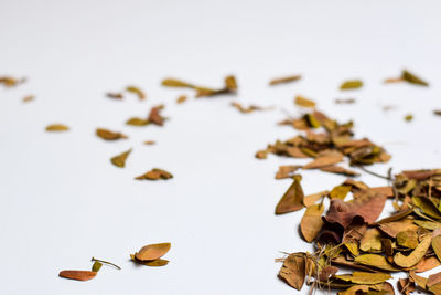 Close-up of dried leaves on table