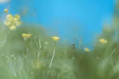 Close-up of yellow buttercups blooming on grassy field