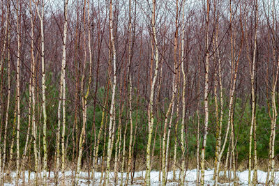 Panoramic view of trees in forest