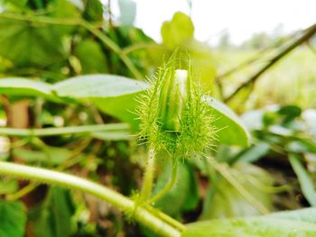 Close-up of fresh green plant