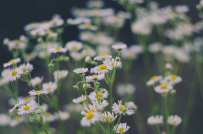 Close-up of daisy flowers