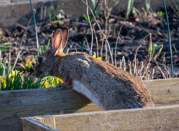 Close-up of rabbit on field