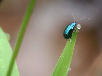 Close-up of insect on leaf