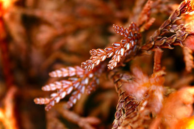 Close-up of dry leaves