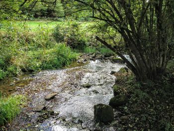 Stream flowing through rocks in forest