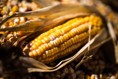 Close up of corn