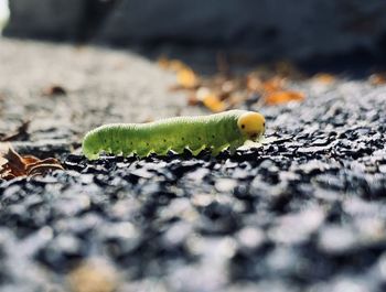 Close-up of a caterpillar