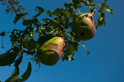 Low angle view of apple tree against blue sky