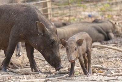 Wild boar and cubs