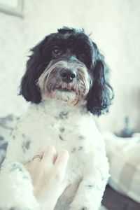 Portrait of dog sitting on floor