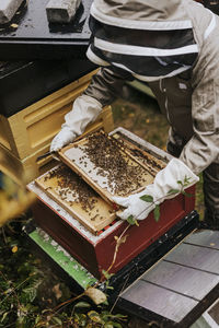 Beekeeper holding hive frame