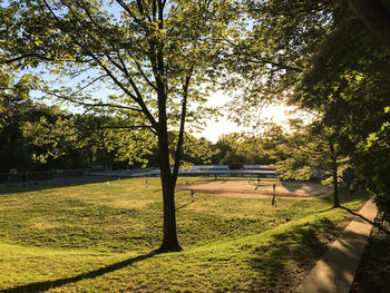 Trees on landscape against sky