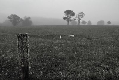 Trees on field in foggy weather