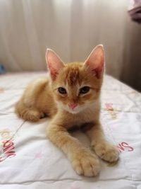 Portrait of cat lying on bed